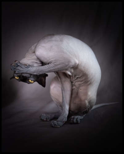 Cats #1, 2021