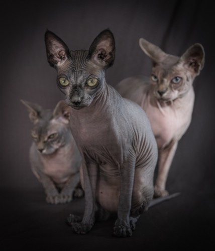Cats #6, 2021