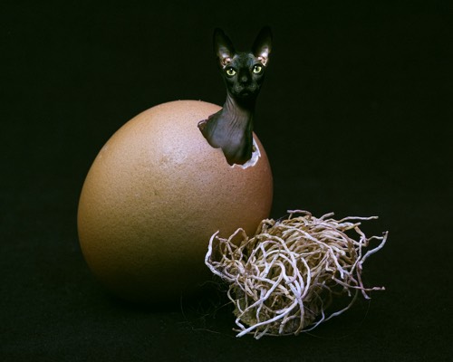 Nid-Chat-1 - copie, 2021