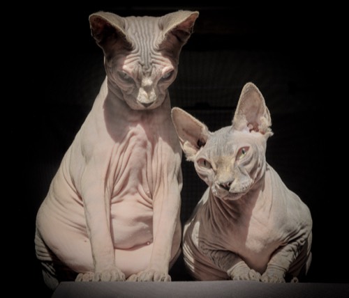 Cats #10, 2021